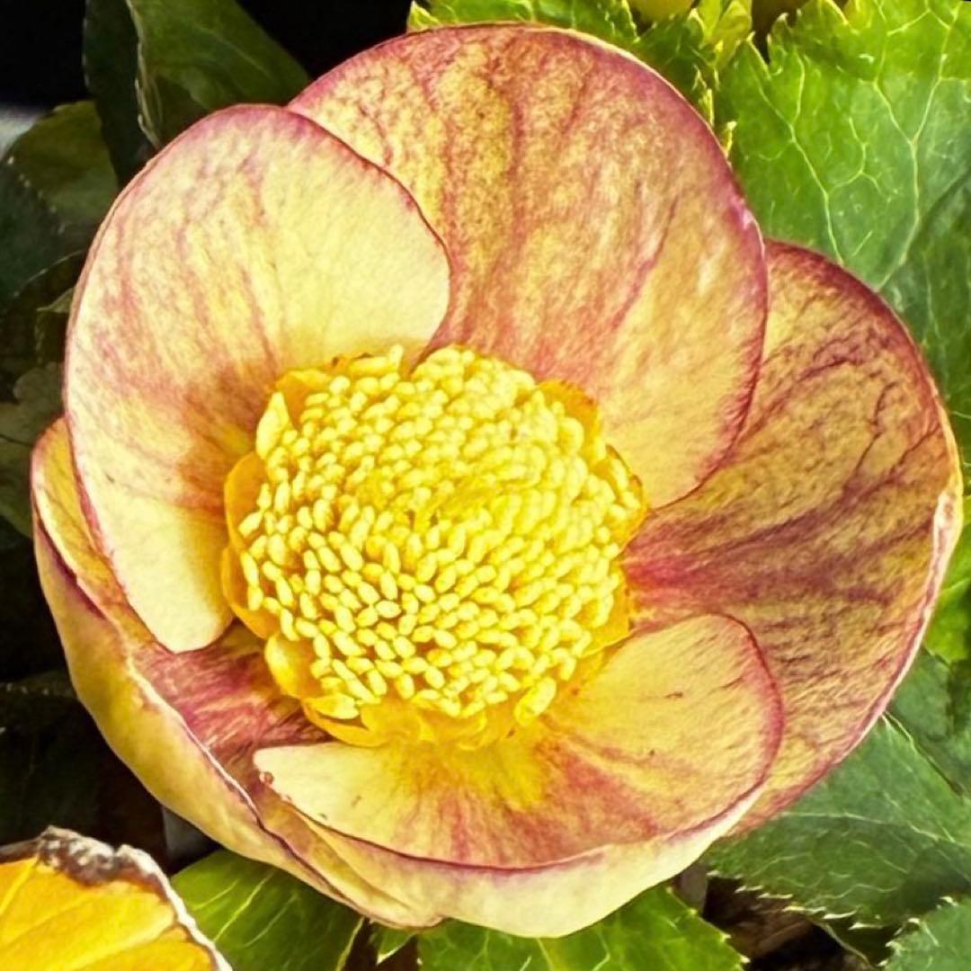 も*読様 546☘️蕾花タグ付☘️極上☘️SD⭐️蜃気楼⭐️小輪⭐️コロコロカッ