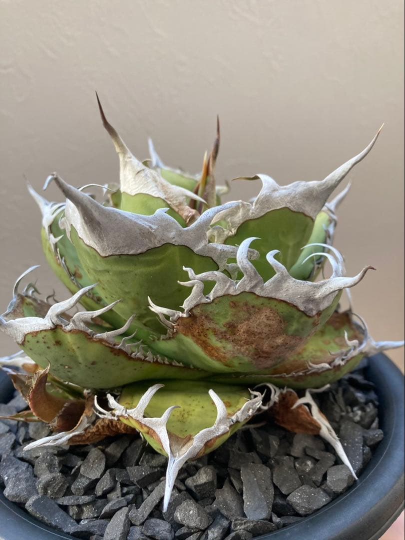 アガベ オテロイ実生選抜子株① オアハカ　チタノタ