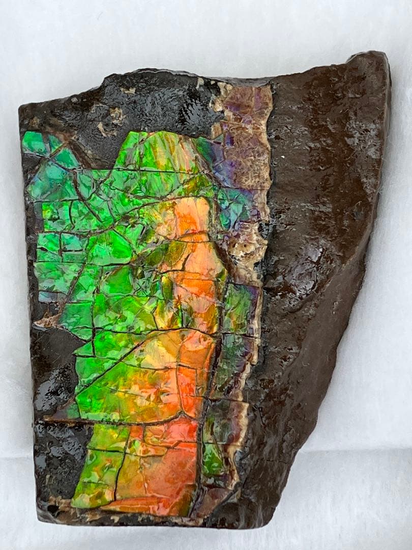 化石　原石　アンモライト　アンモナイト　幅4.4cm カナダ産　置物　箱付き