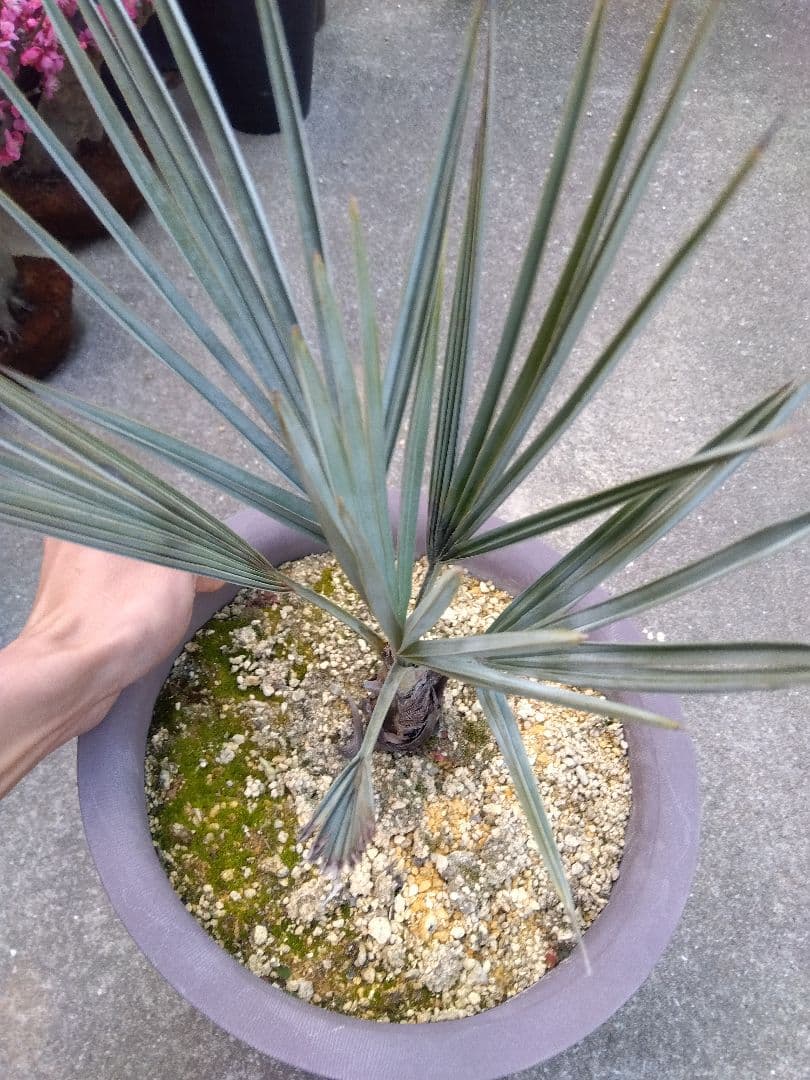 ブラヘアアルマータ　10号鉢つき　は