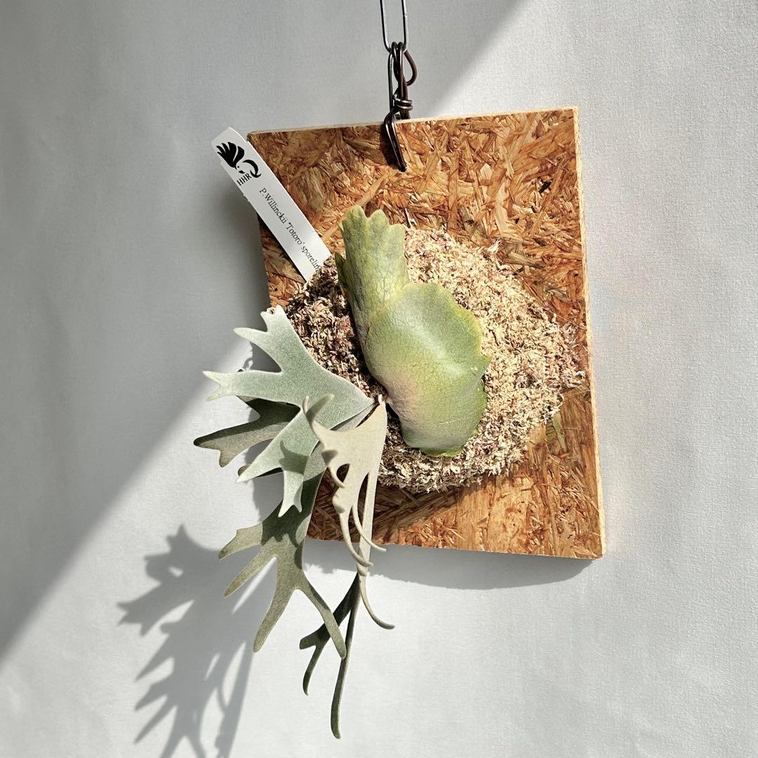 P. Willinckii Totoro' （spore）