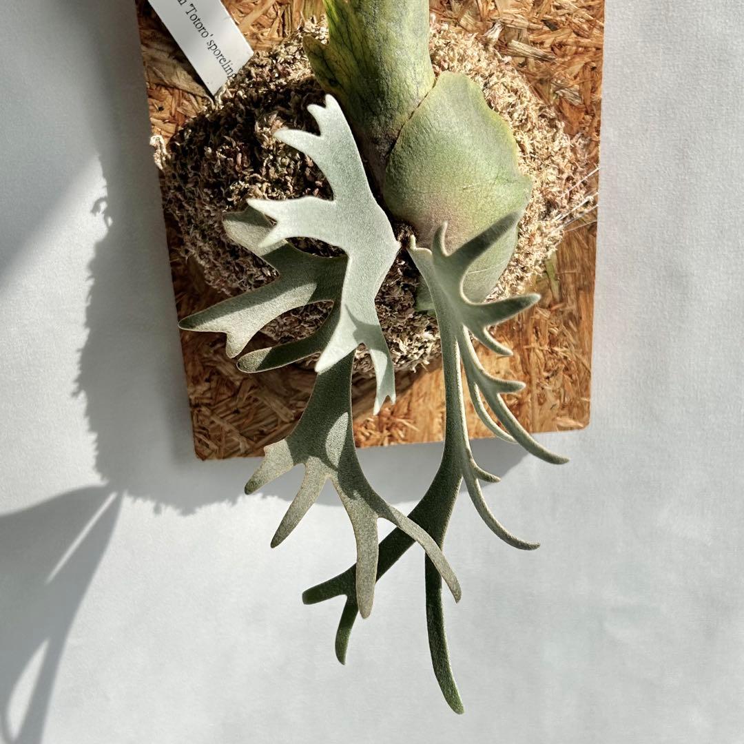 P. Willinckii Totoro' （spore）