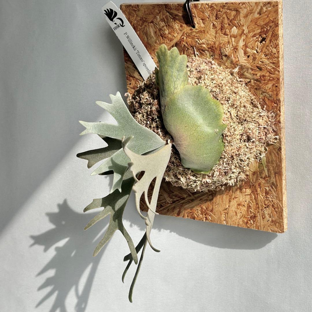 P. Willinckii Totoro' （spore）