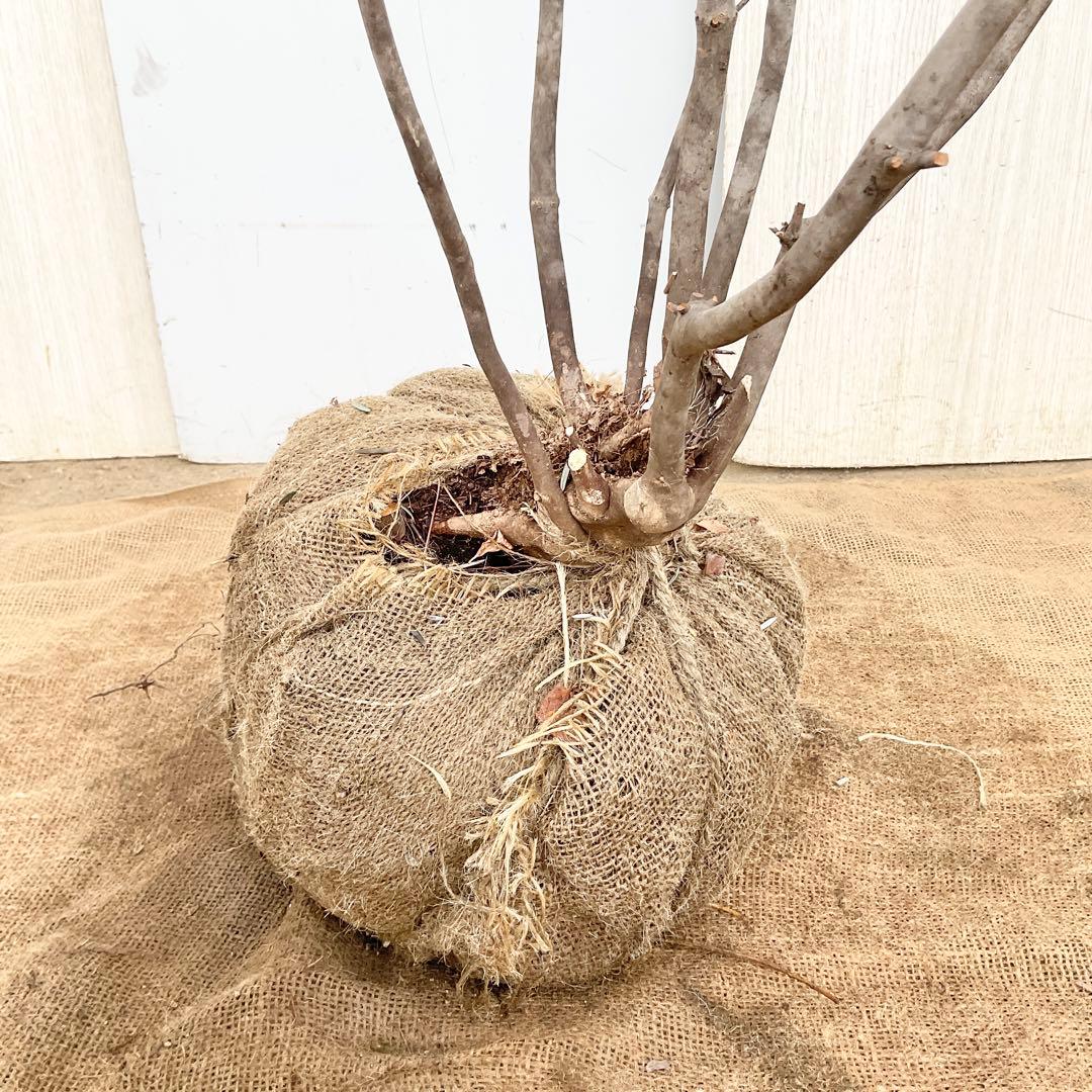 Oさん専用 山採り アブラツツジ　/7