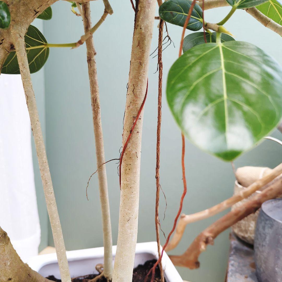 人気!!根上がり 【現品】曲がりベンガレンシス 曲線８大人グリーン