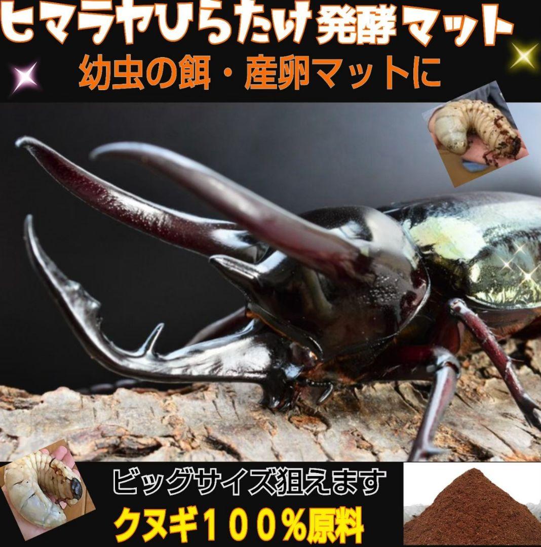 カブトムシ幼虫が大きくなります！ヒマラヤひらたけ発酵マット【6袋】雑虫わかない！
