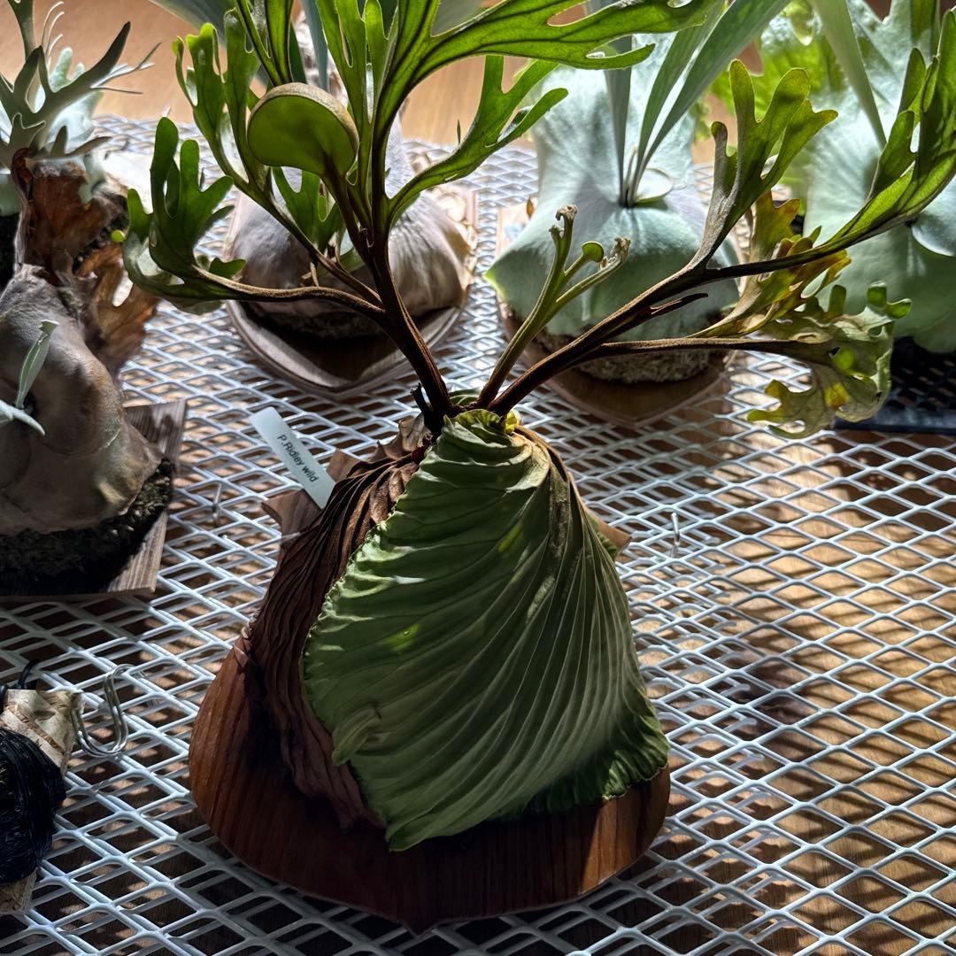 ビカクシダ　リドレイ　ワイルド　大株　三年育成　ウィリンキー　ヒリー　ベイチー