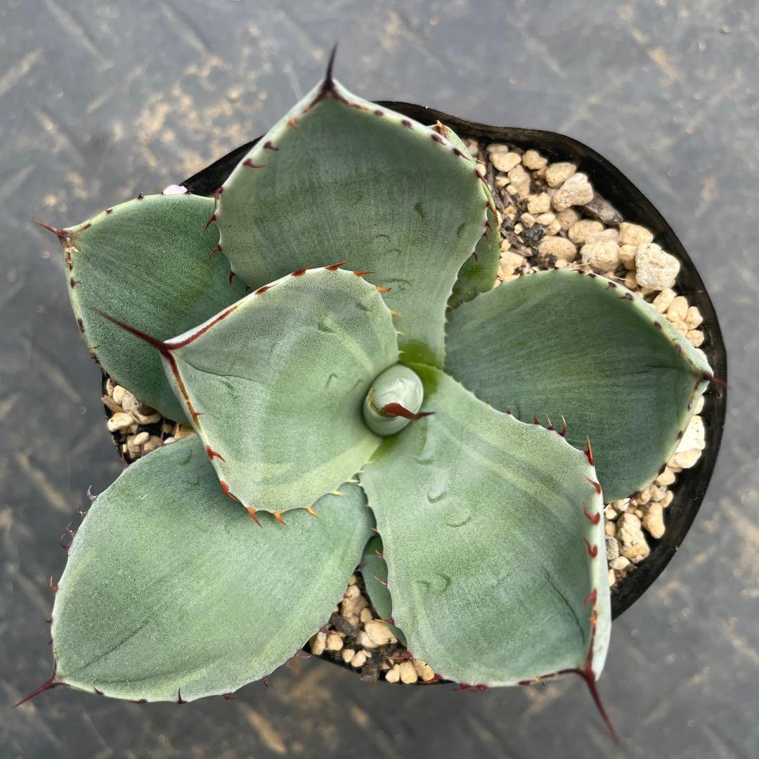 アガベ トランカータ錦 トリカラー ② 斑入り