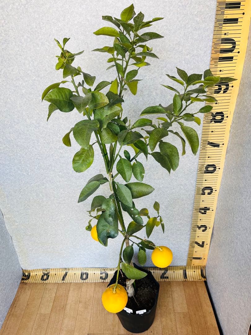 4年生　果実つき　グレープフルーツ接木苗　樹高120センチ　撮影品お届け