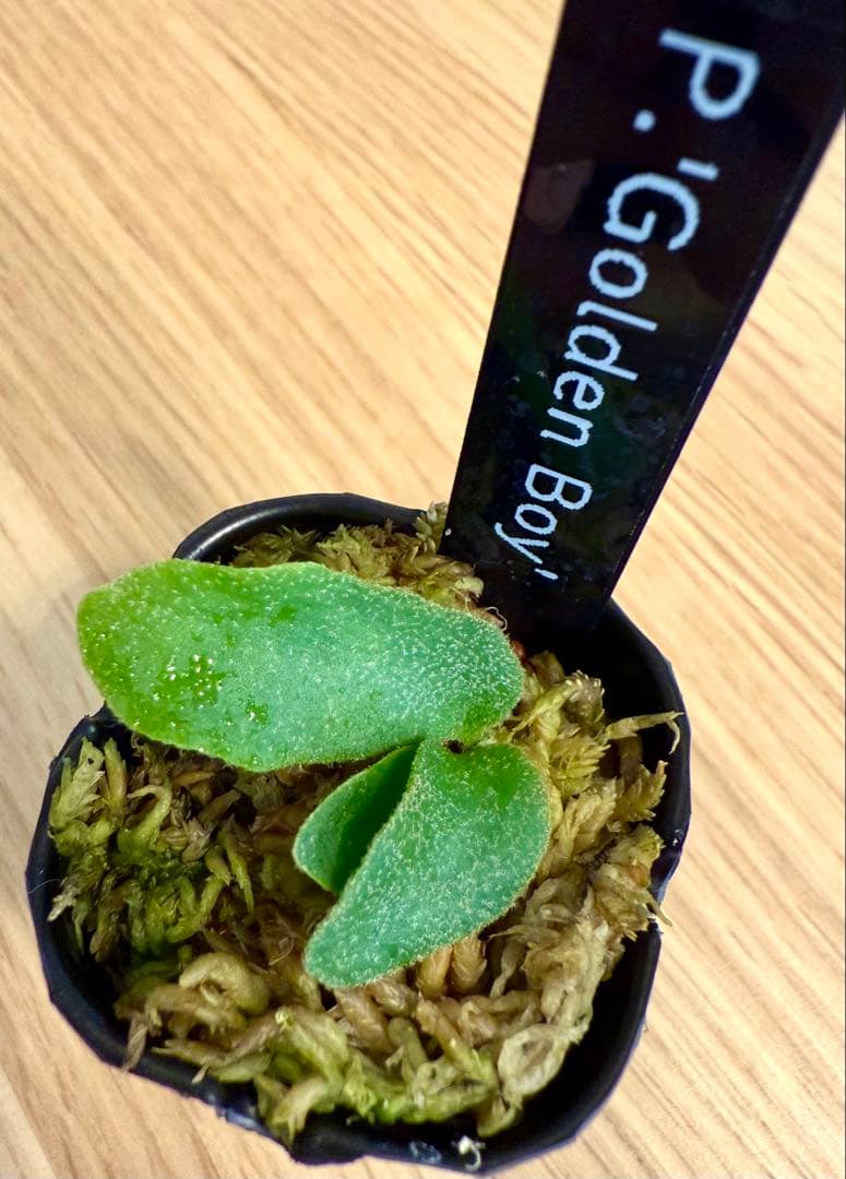 ビカクシダ　セット 金童　OMG　ホワイトギズモ　リドレイドワーフ