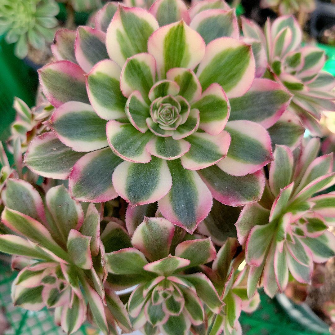 アエオ最新品種　ノブレス錦 BIG王特大群生　抜き苗