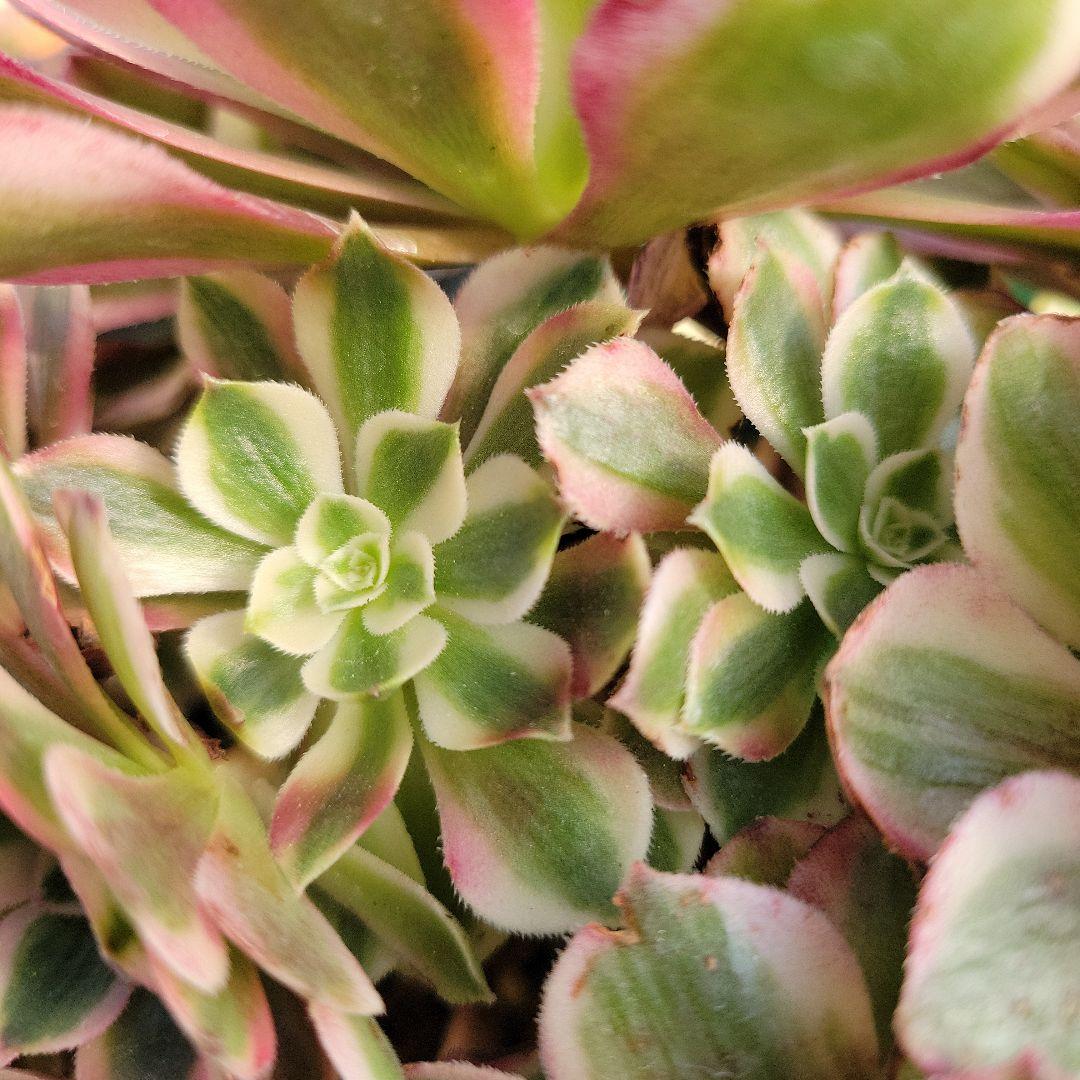 アエオ最新品種　ノブレス錦 BIG王特大群生　抜き苗