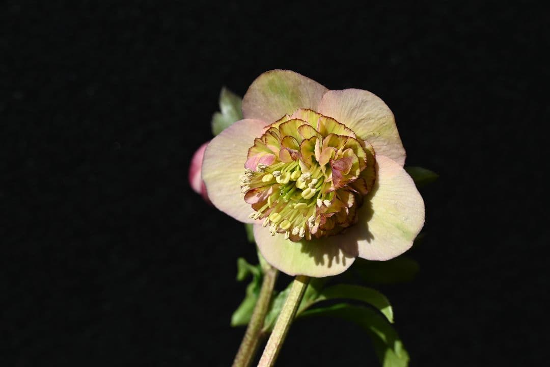 クリスマスローズ　認定小輪アンティークモーリー　加藤農園