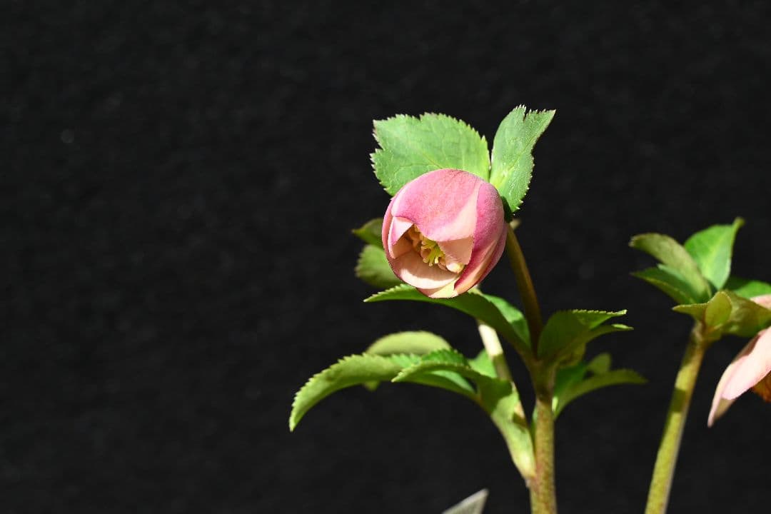 クリスマスローズ　認定小輪アンティークモーリー　加藤農園