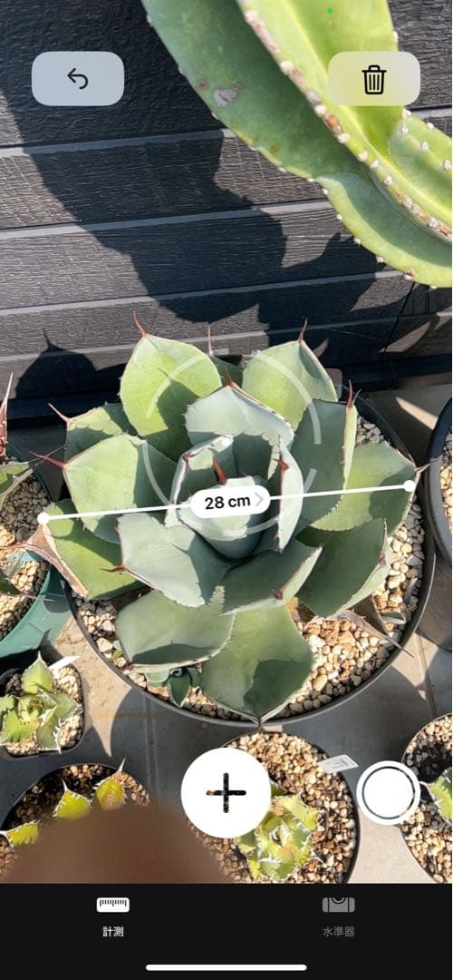 アガベ パリー トランカータ　親株