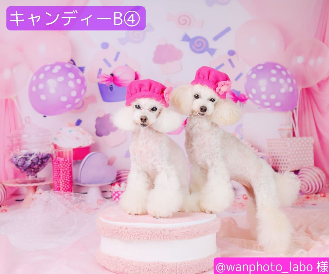 背景布【ハートO】サンプル　ペット撮影用フォトブース　バレンタインデー　縦長