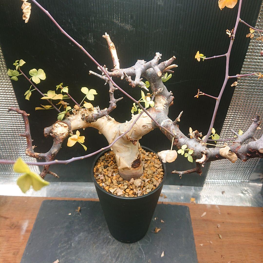 ①コミフォラ カタフ ピュア 発根済み 現地株 塊根植物 パキプス