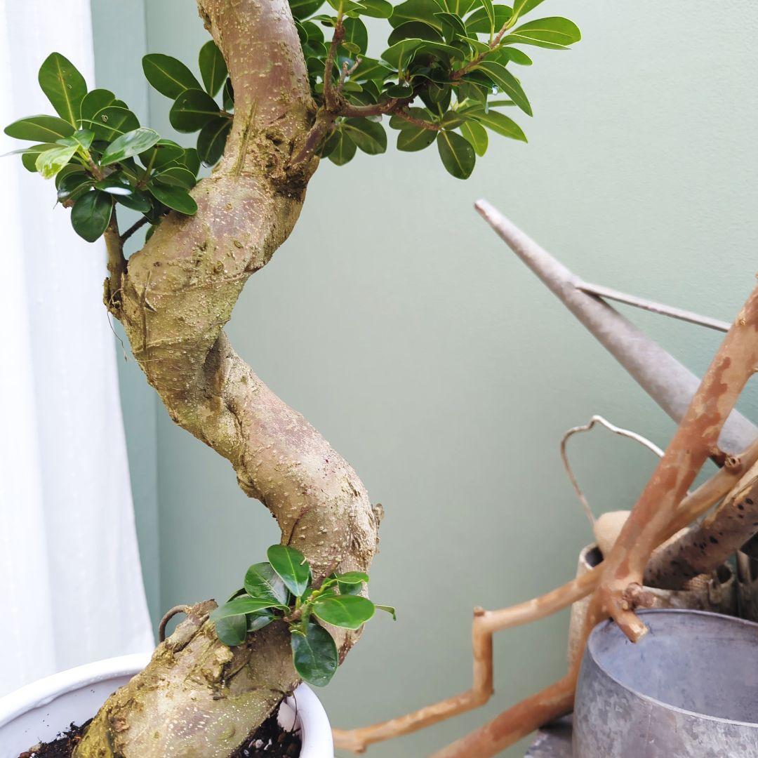 縁起物 ガジュマル曲がり 昇龍 (現品) お祝い ギフト７号陶器