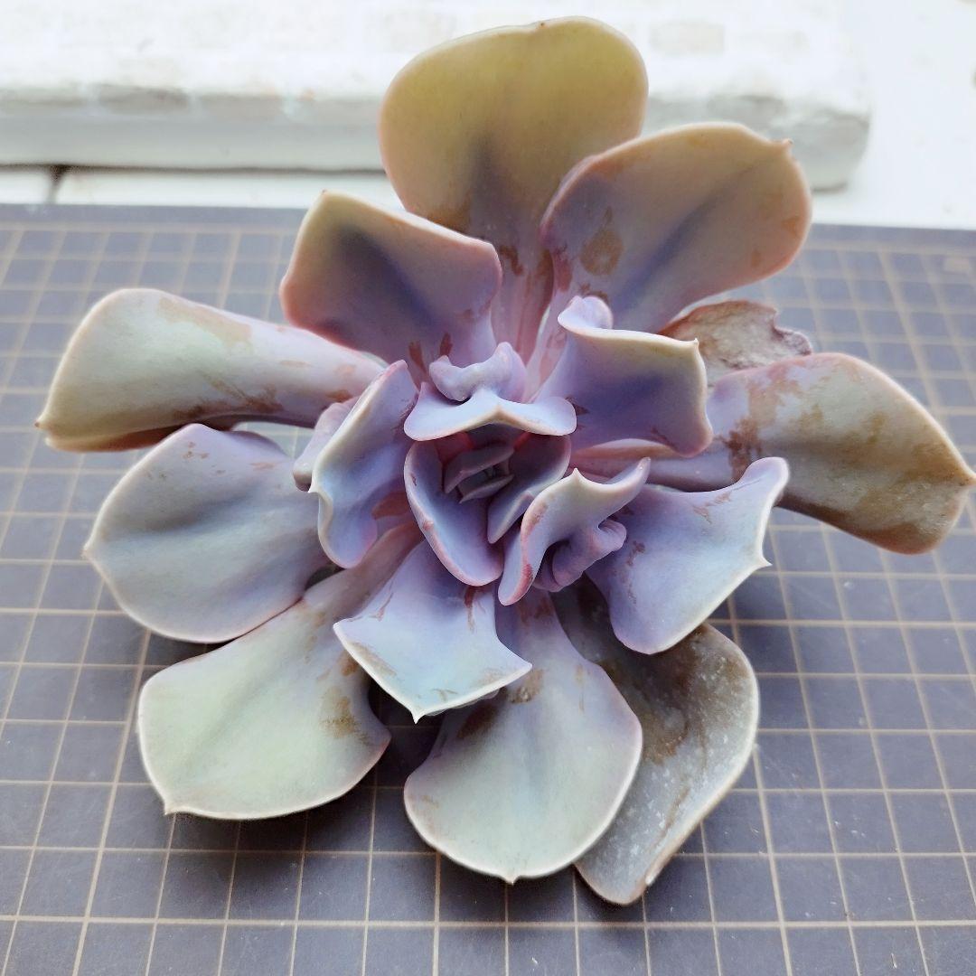 ラブパール(大苗)◎多肉植物 カット苗 韓国苗 エケベリア等