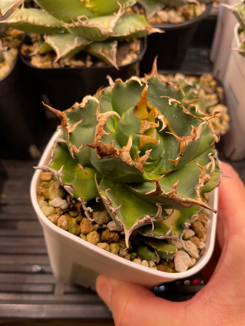 オテロイ実生　選抜　斑入り