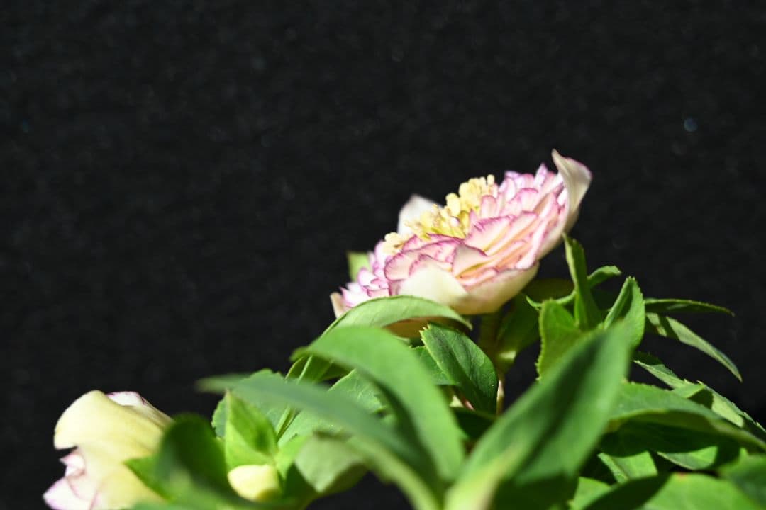 クリスマスローズ　認定ホワイトアフロディーテ　加藤農園