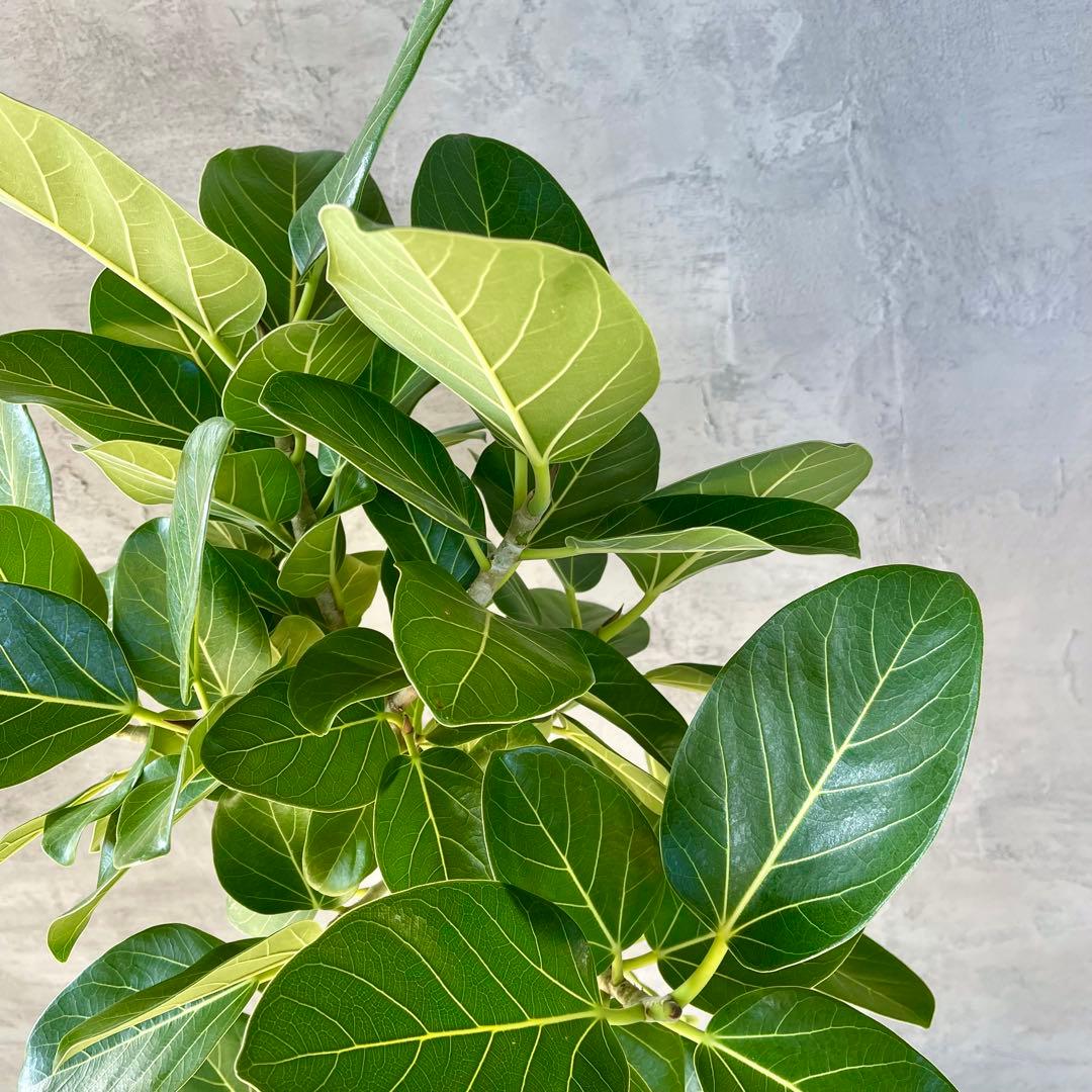 大型　フィカス　ベンガレンシス　曲がり仕立て　10号　陶器鉢　植え込み