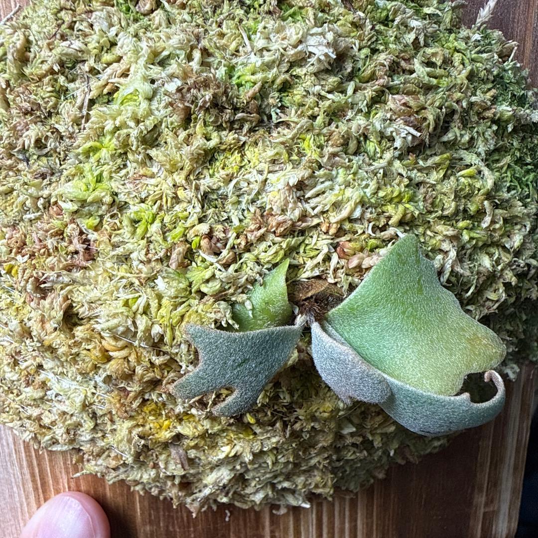 P.Totoro sporelingビカクシダ