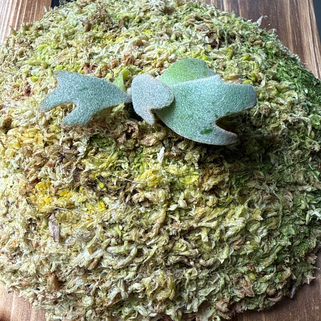 P.Totoro sporelingビカクシダ