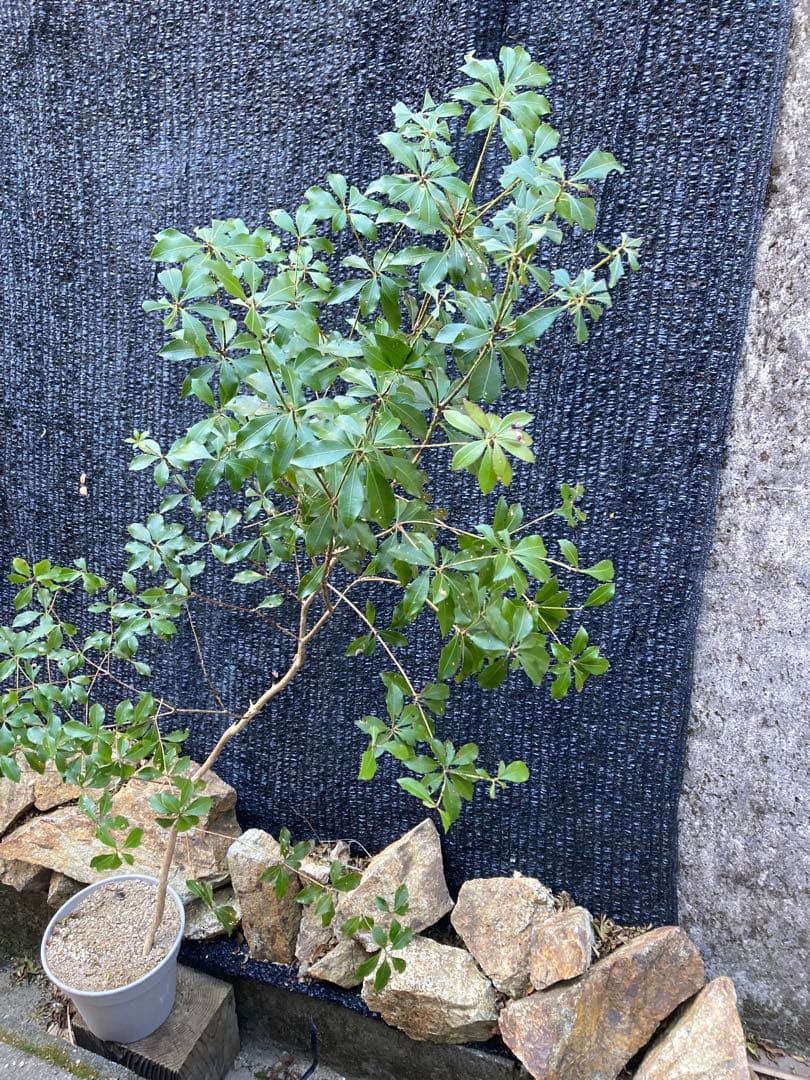 山採り　アセビ　馬酔木　約160センチ