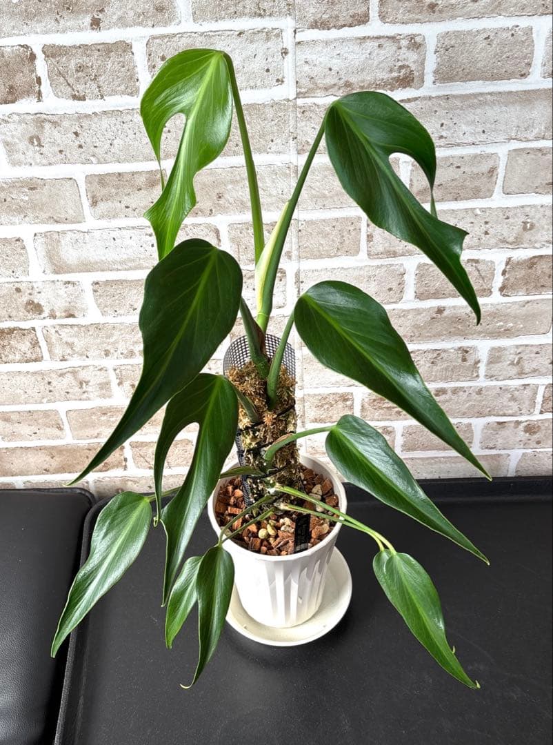 モンステラ バールマルクスフレーム ディラセラータ1