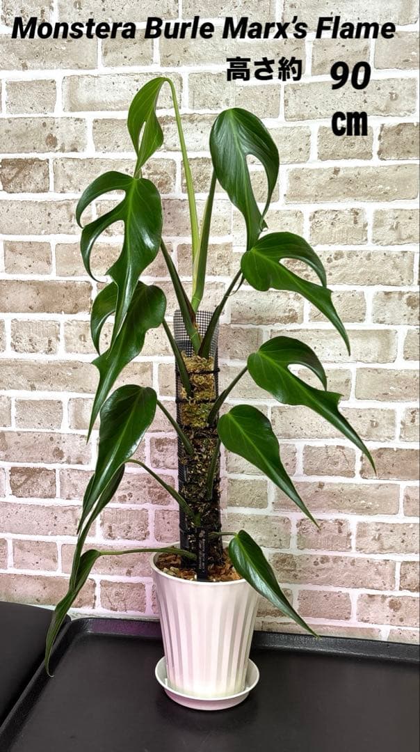 モンステラ バールマルクスフレーム ディラセラータ1