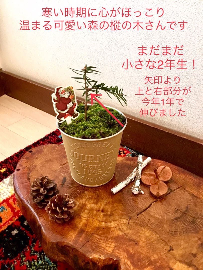 天然野生の可愛い森の樅の木さん【もみの木＊モミの木＊クリスマスツリー】