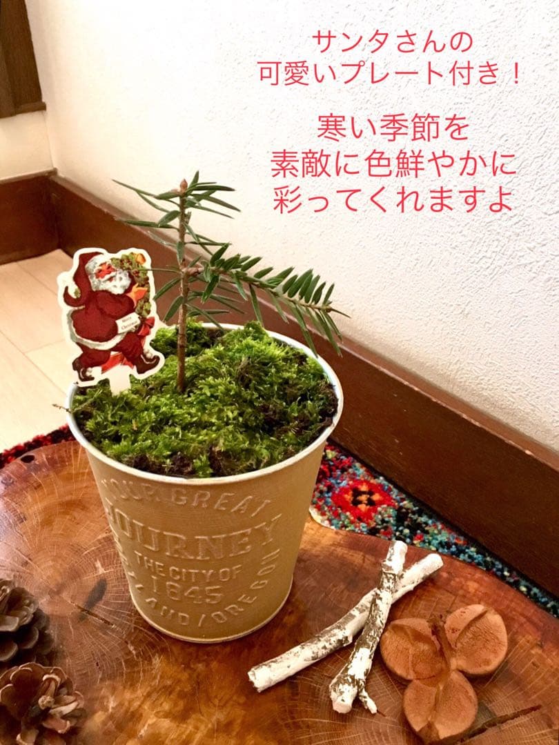 天然野生の可愛い森の樅の木さん【もみの木＊モミの木＊クリスマスツリー】