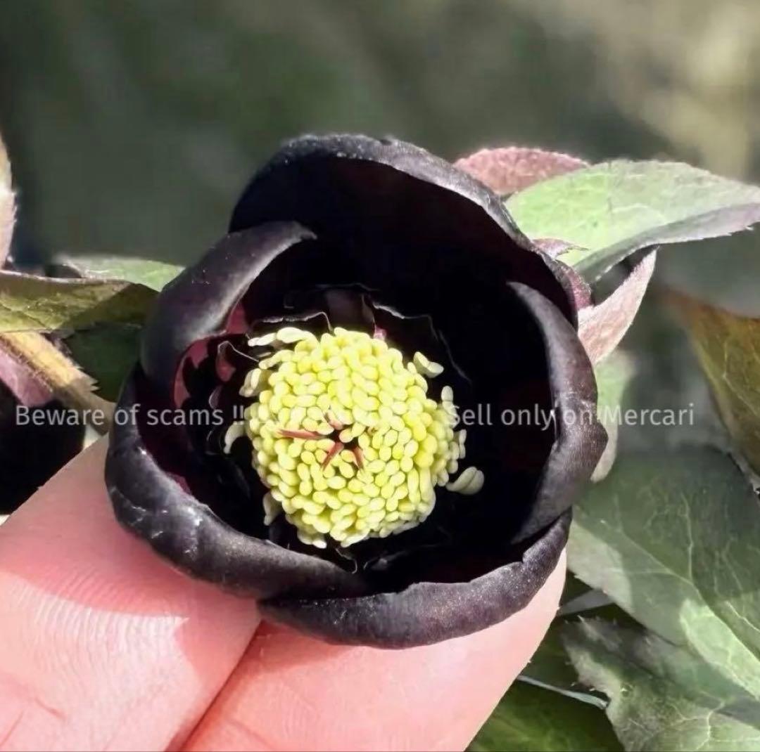 D*A様 ■加藤農園■ 今季株分け クリスマスローズ メルカリ便