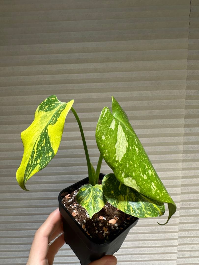 モンステラ・エレクトロライト Monstera Electro Light