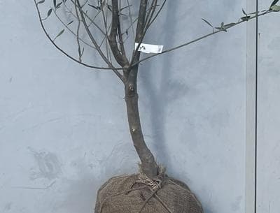 《現品》オリーブの木　シプレシーノ 樹高2.1ｍ（根鉢含まず）184【苗木/庭木