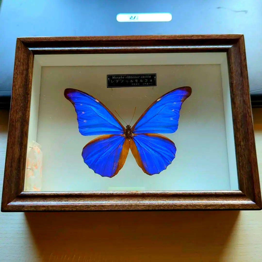レテノールモルフォ　美麗　青い宝石　蝶　レテノールカキカモルフォ　標本　 美品