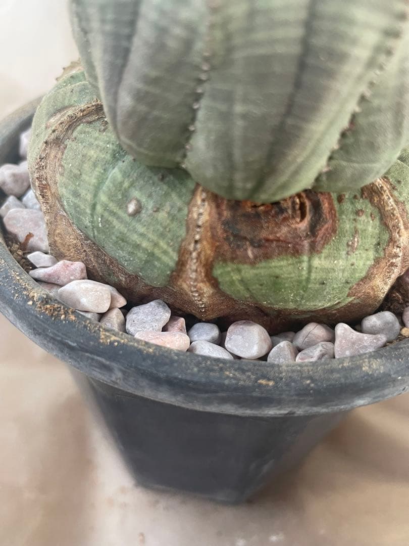 。*カ様 オベサ 4号サイズ