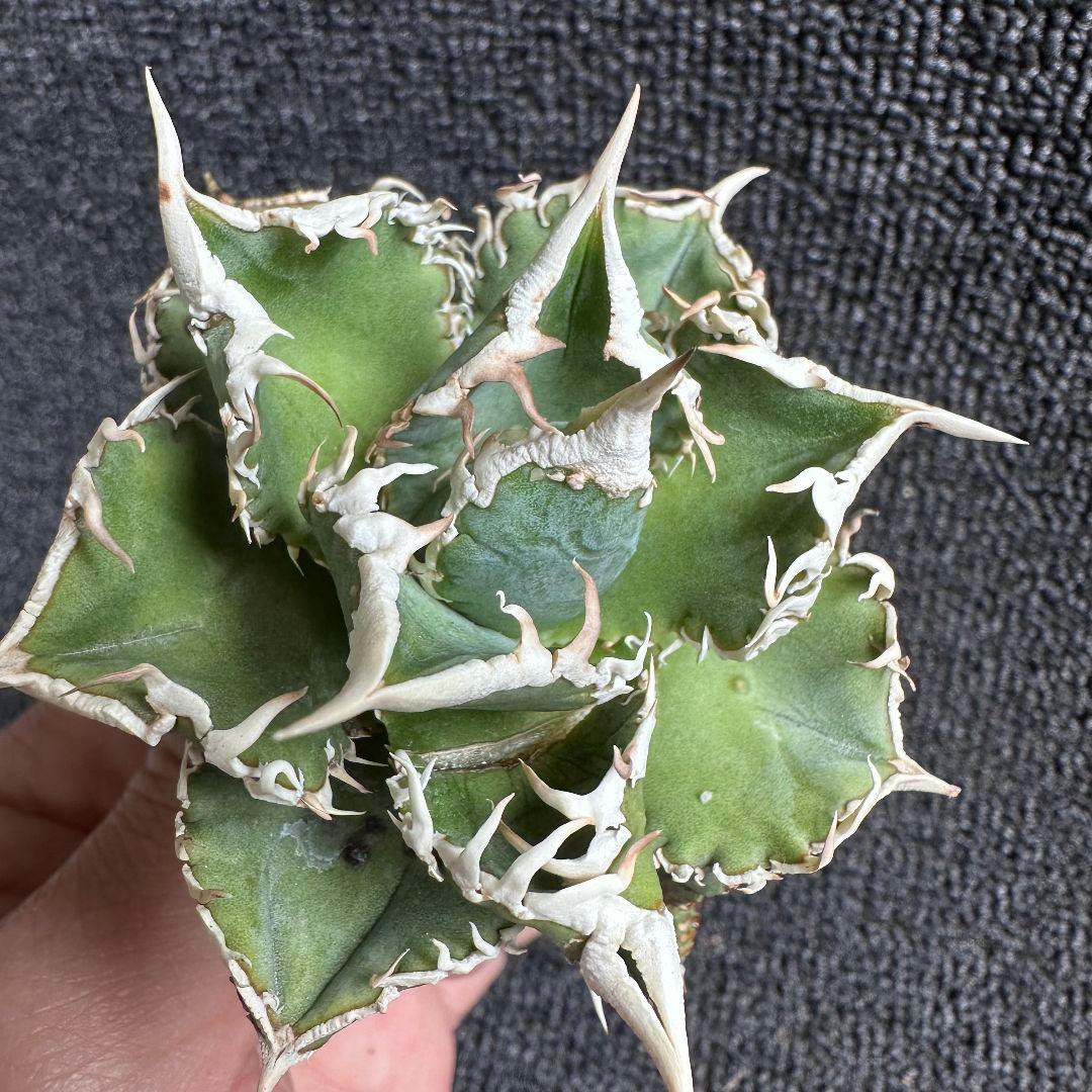H*C様 2161アガベ チタノタ 大白鯊 精選優良株 子株附 葉に傷があります