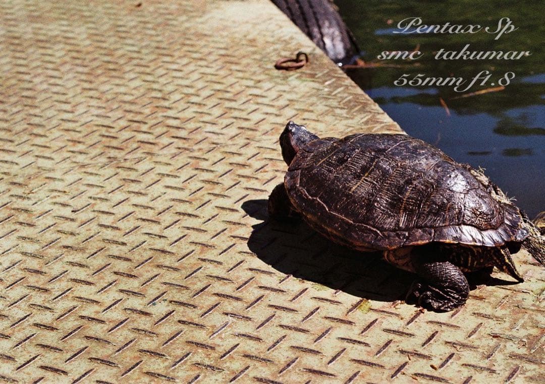 pentax sp 黒　フルセット★完動品＊美品＊初期保証付！★作例多数