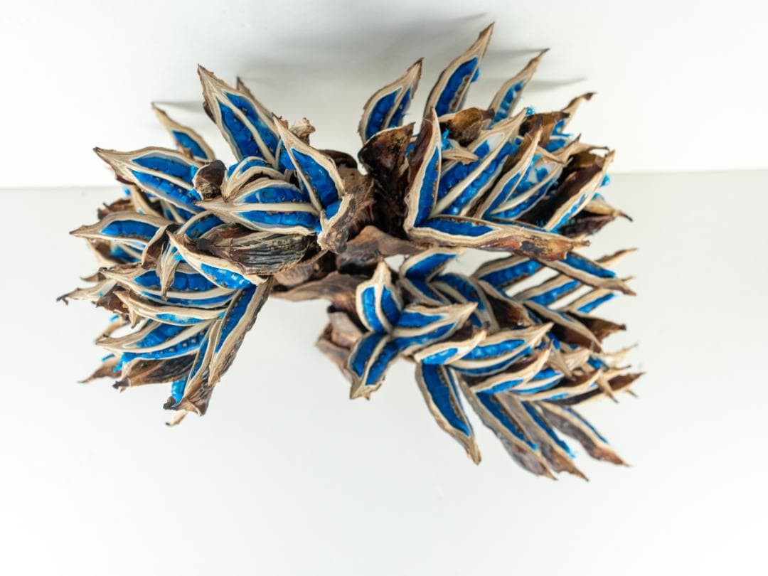 タビビトノキ 青い種 丸ごと 5 旅人の木 オオギバショウ 種子