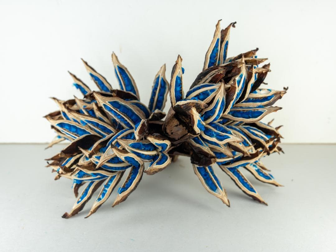 タビビトノキ 青い種 丸ごと 5 旅人の木 オオギバショウ 種子