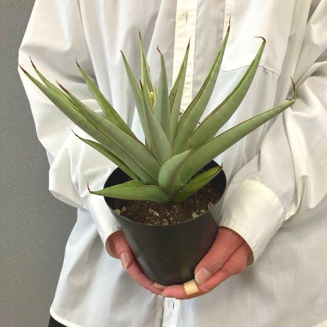 超絶希少❗️サンスベリア　フローズンスローン　\"Frozen thron\"✨