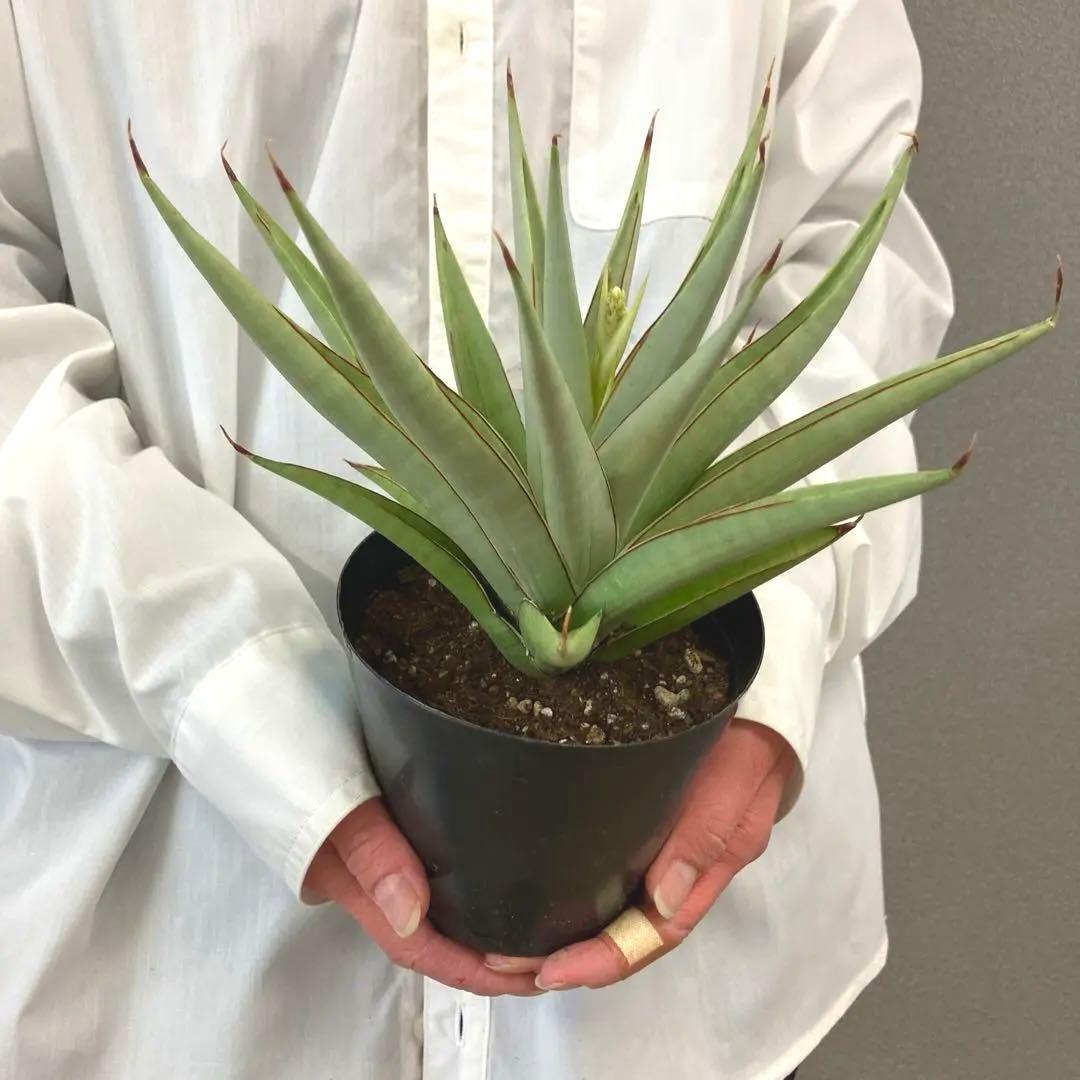 超絶希少❗️サンスベリア　フローズンスローン　\"Frozen thron\"✨