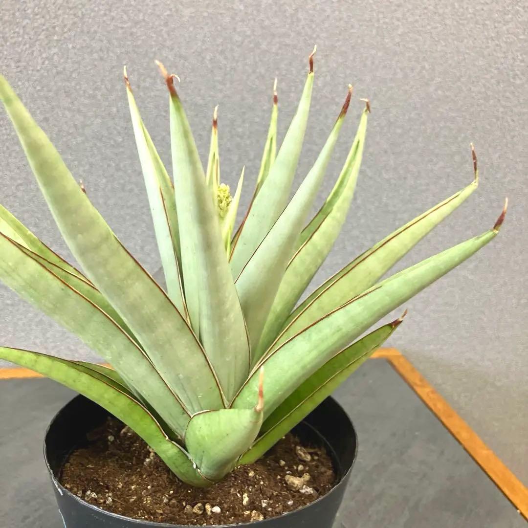 超絶希少❗️サンスベリア　フローズンスローン　\"Frozen thron\"✨