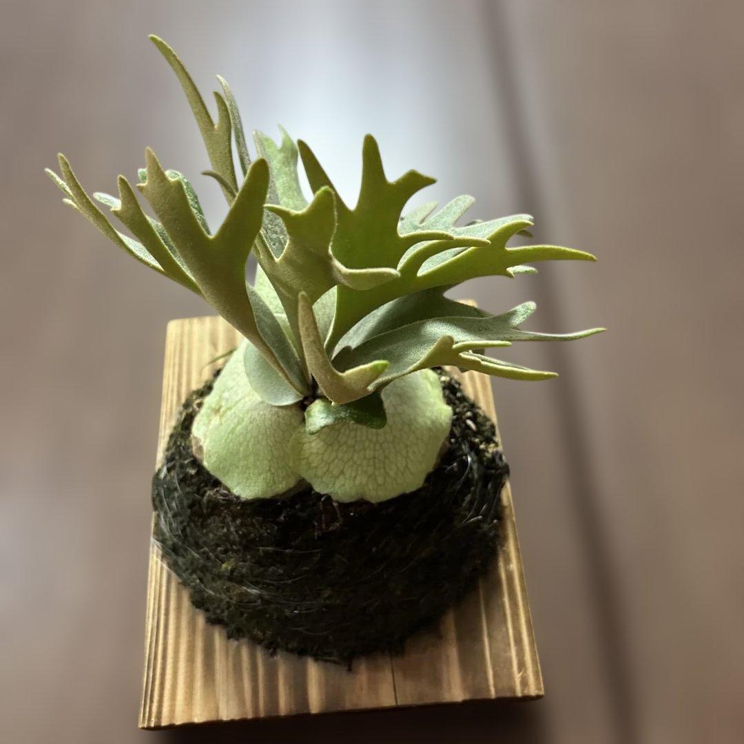 ビカクシダ　P.willinckii jade girl（晴花鹿苑）