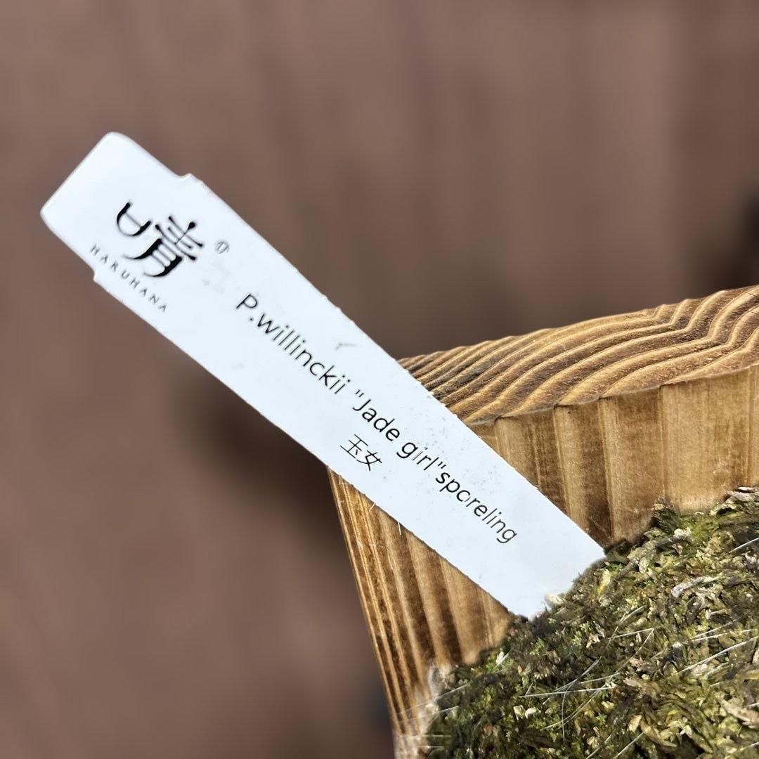 ビカクシダ　P.willinckii jade girl（晴花鹿苑）