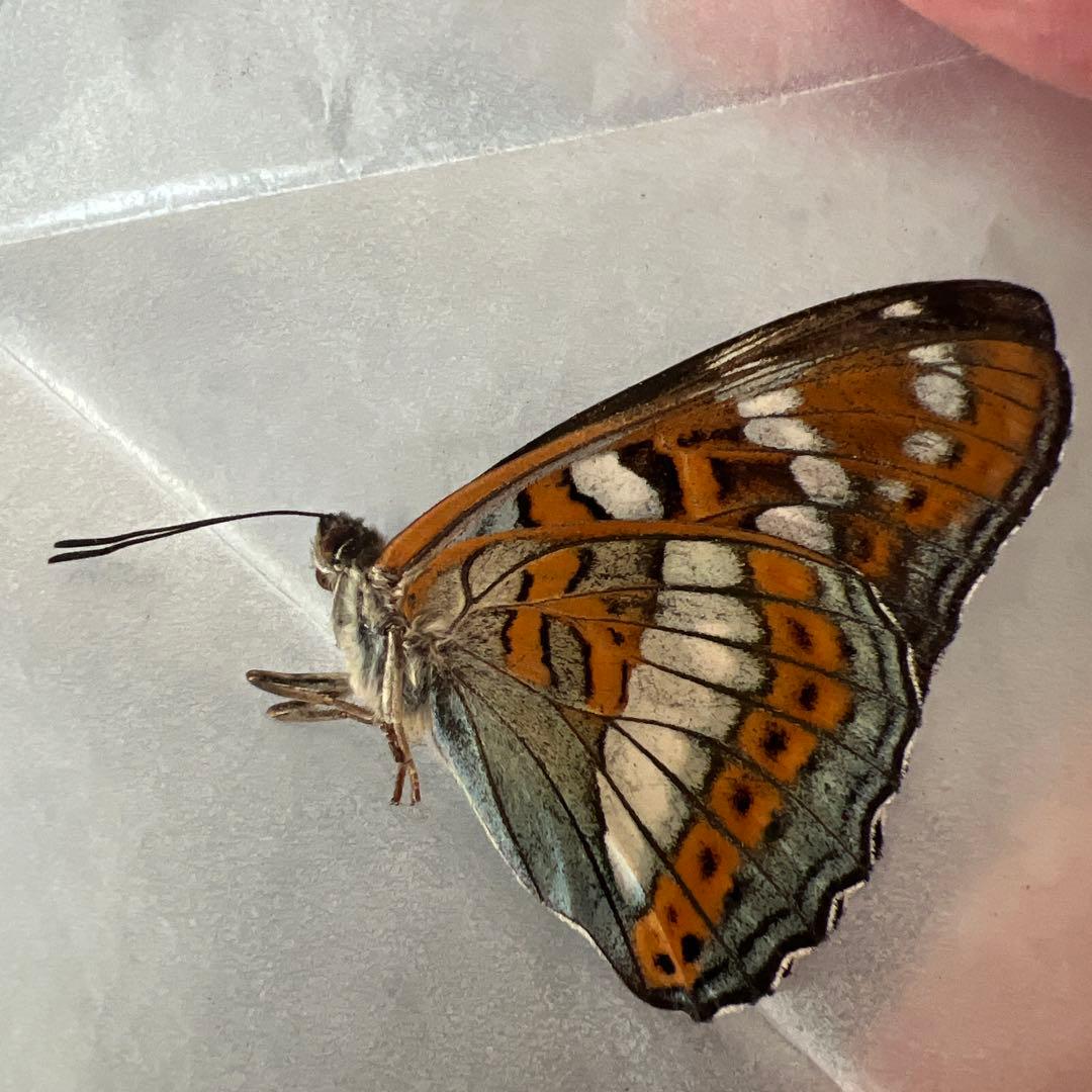 オオイチモンジチョウ　モンゴル産10頭セット売り