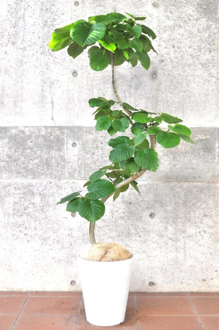 フィカス・ウンベラータ 150cm１０号 S-shaped tree form