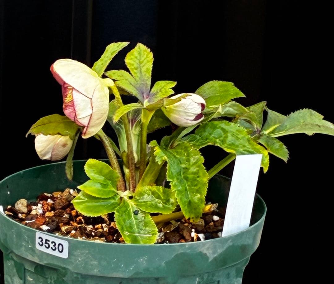 も*読様 530☘️ラスト2☘️蕾花タグ付☘️極上☘️特大SD⭐️蜃気楼⭐️コロ